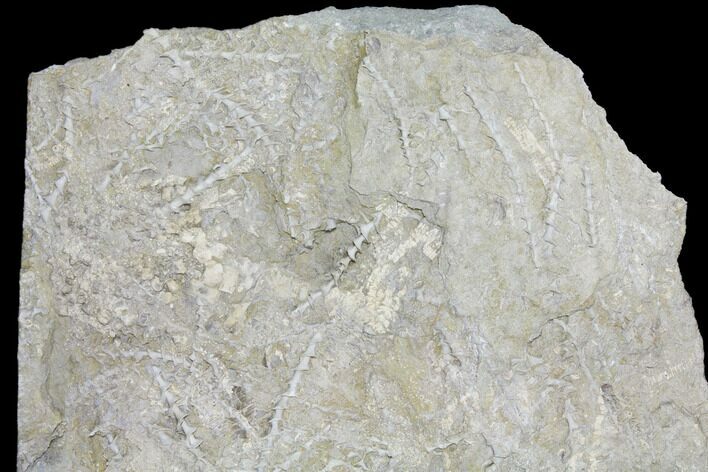 Plate of Archimedes Screw Bryozoan Fossils - Alabama #129485